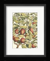Apple Tree Branch Fine Art Print