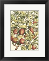 Apple Tree Branch Fine Art Print