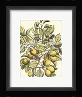 Pear Tree Branch Fine Art Print