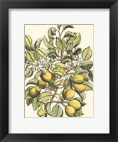 Pear Tree Branch Fine Art Print