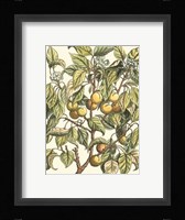 Apricot Tree Branch Fine Art Print
