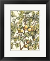Apricot Tree Branch Fine Art Print