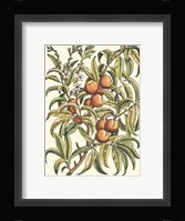 Peach Tree Branch Fine Art Print