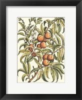 Peach Tree Branch Fine Art Print