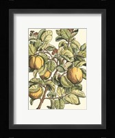 Quince Tree Branch Fine Art Print