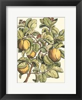 Quince Tree Branch Fine Art Print