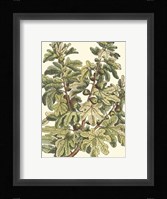 Fig Tree Branch Fine Art Print