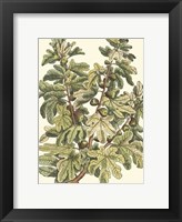 Fig Tree Branch Fine Art Print