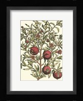 Pomegranate Tree Branch Fine Art Print