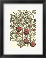 Pomegranate Tree Branch Fine Art Print