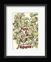 Cherry Tree Branch Fine Art Print