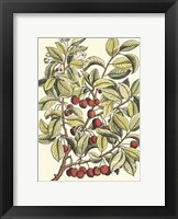 Cherry Tree Branch Fine Art Print
