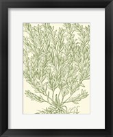 Mossy Branches II Fine Art Print