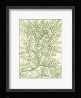 Mossy Branches III Fine Art Print