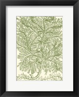 Mossy Branches IV Fine Art Print