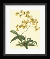 Antique Orchid Study I Fine Art Print