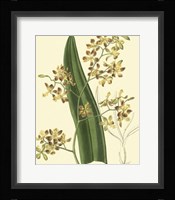 Antique Orchid Study II Fine Art Print