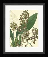 Antique Orchid Study III Fine Art Print