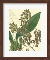 Antique Orchid Study III Fine Art Print