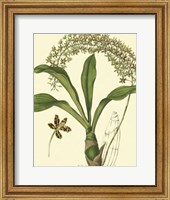 Antique Orchid Study IV Fine Art Print