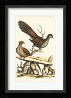 Regal Pheasants I Fine Art Print