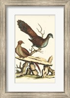 Regal Pheasants I Fine Art Print