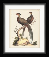 Regal Pheasants II Fine Art Print