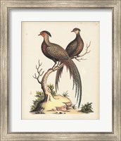 Regal Pheasants II Fine Art Print