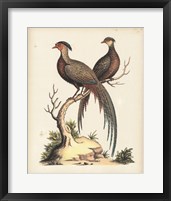 Regal Pheasants II Fine Art Print