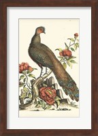 Regal Pheasants III Fine Art Print