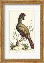 Regal Pheasants IV Fine Art Print