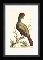 Regal Pheasants IV Fine Art Print