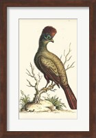 Regal Pheasants IV Fine Art Print