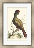 Regal Pheasants IV Fine Art Print
