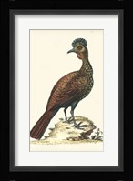 Regal Pheasants V Fine Art Print