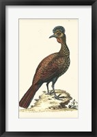 Regal Pheasants V Fine Art Print