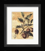 Nutmeg Fine Art Print