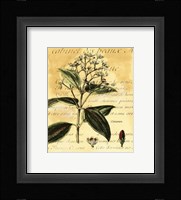 Cinnamon Fine Art Print