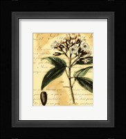 Clove Fine Art Print