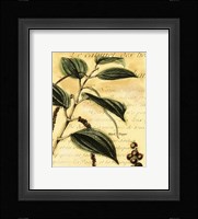 Black Pepper Fine Art Print