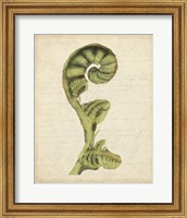 Fiddlehead Ferns I Fine Art Print
