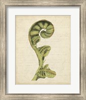 Fiddlehead Ferns I Fine Art Print