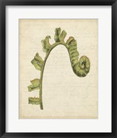 Fiddlehead Ferns III Fine Art Print