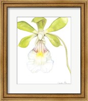 Orchid Beauty I Fine Art Print