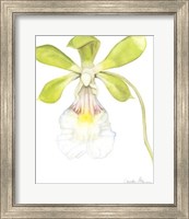 Orchid Beauty I Fine Art Print
