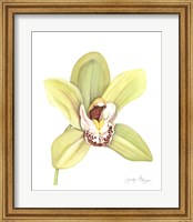 Orchid Beauty II Fine Art Print