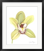 Orchid Beauty II Fine Art Print