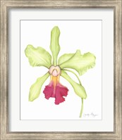 Orchid Beauty III Fine Art Print