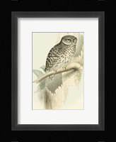 Sparrow Owl Fine Art Print