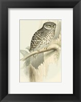 Sparrow Owl Fine Art Print